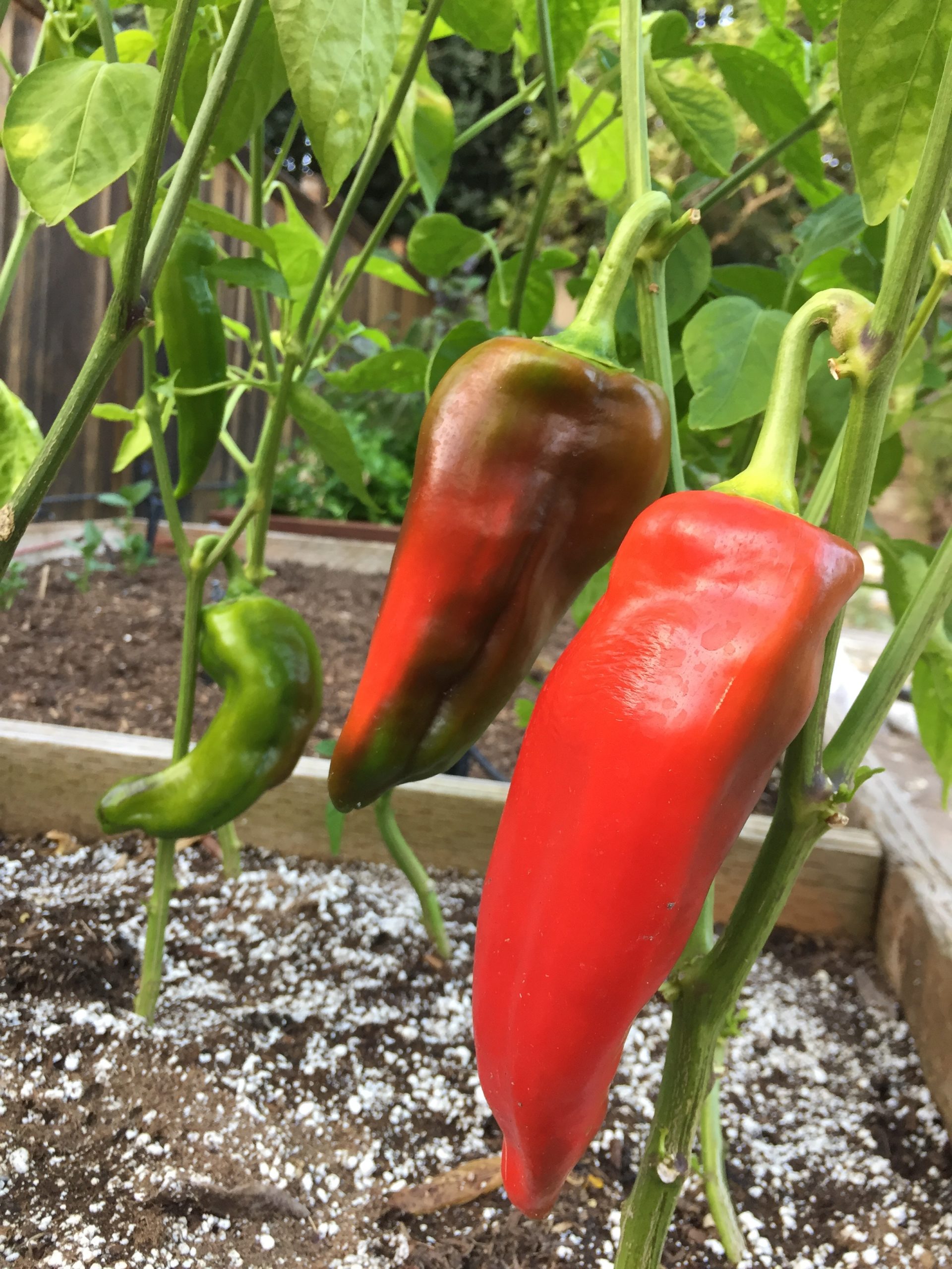 Corno di Toro Rosso Paprika BUND Tomatenboerse