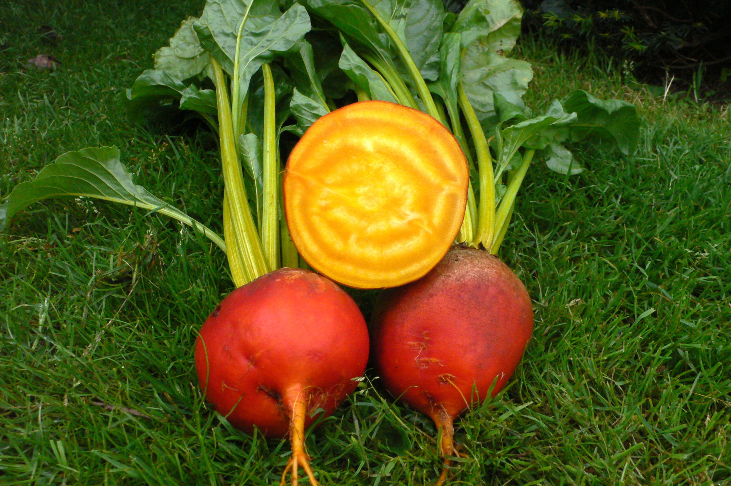 Wie Lange Muss Gelbe Bete Kochen Gelbe Bete 'Burpees Golden' – Bete – BUND Tomatenboerse