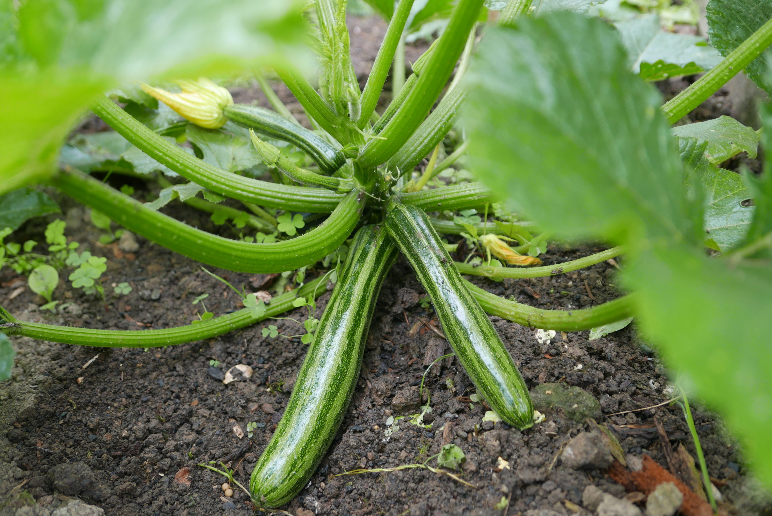 Cocozelle von Tripolis – Zucchini – BUND Tomatenboerse